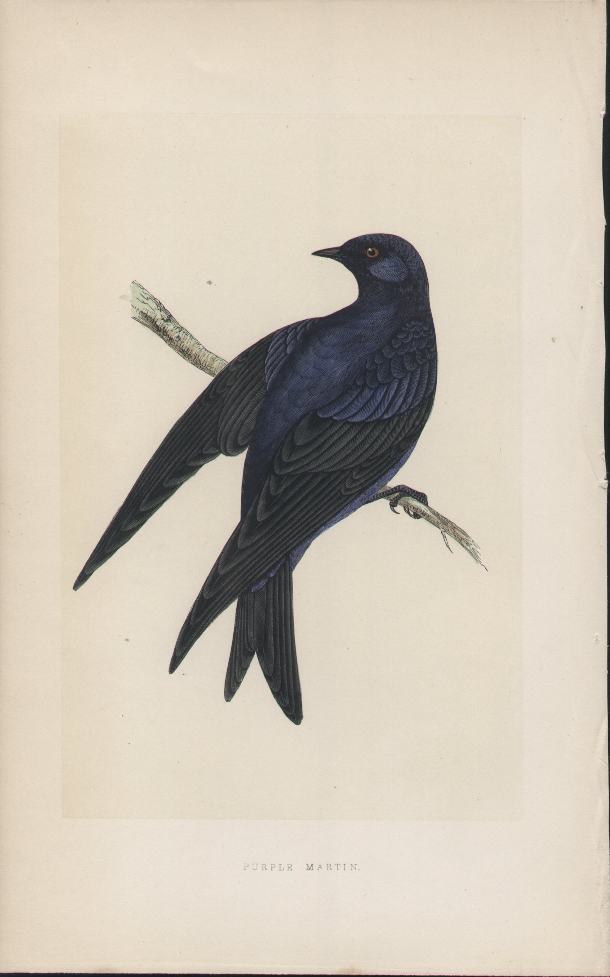 Wood - Purple Martin - Fawcett